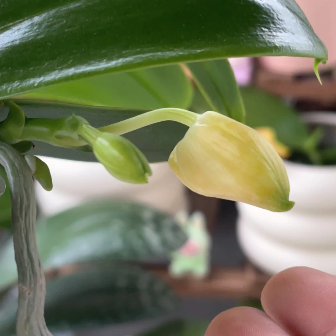 全部花苞yc104，繁花交柳林蓝鹦鹉