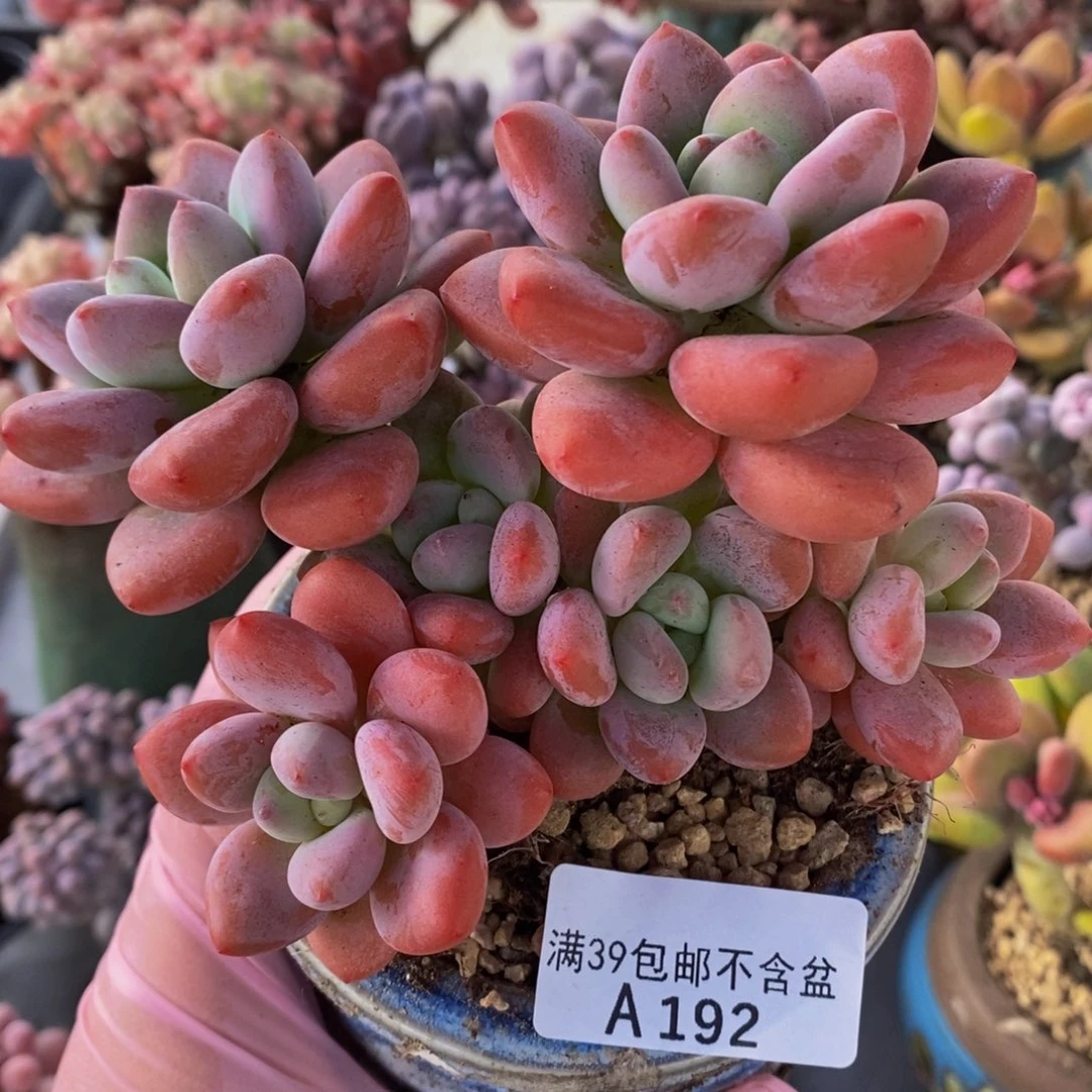 樱花洛神11cm192多肉植物