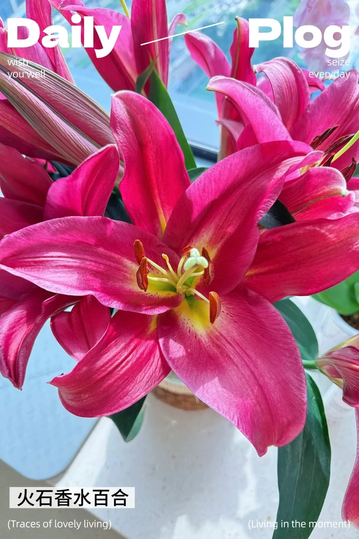 火石香水百合（全店任意两单及以上升级顺丰包邮）东北鲜花现采现发