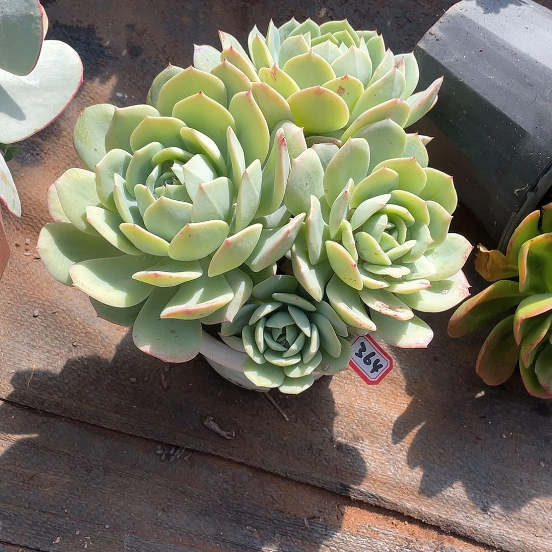 364恋曲 一物一拍多肉