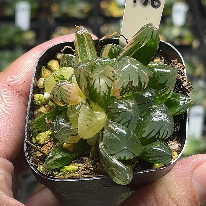 196多头大窗红太阳玉露锦