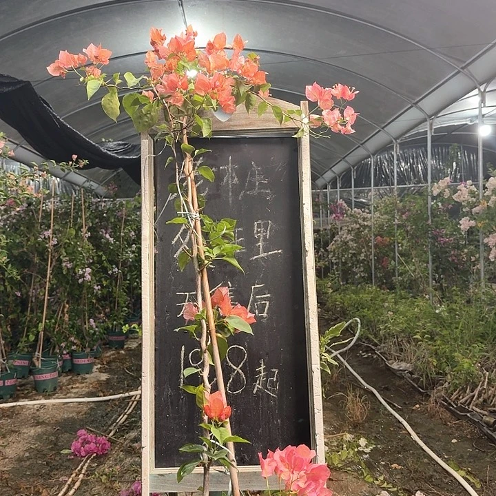 无花朵三角梅三角梅1347