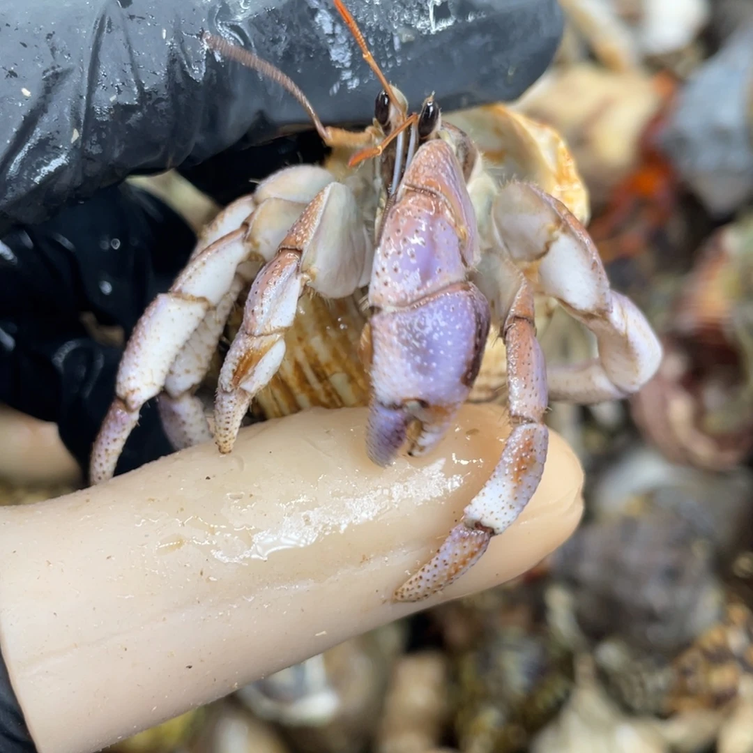 活体宠物不退不换68