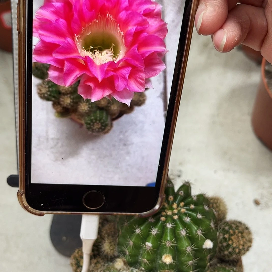 彩草1-41号7-8公分左右带仔