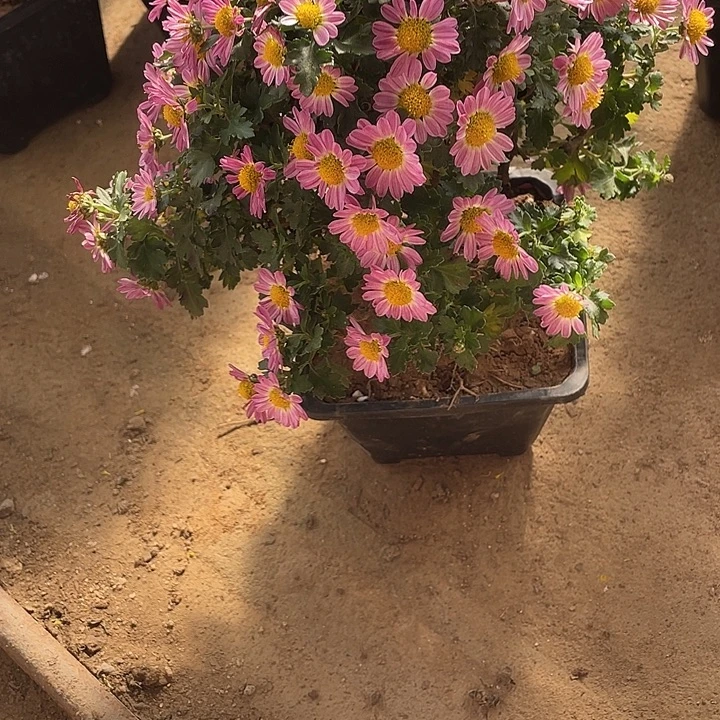 x***遇完全开放80菊花菊花菊花家