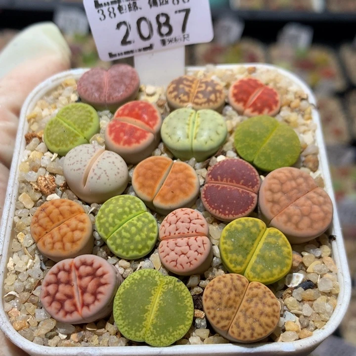 Sss精品生石花2087