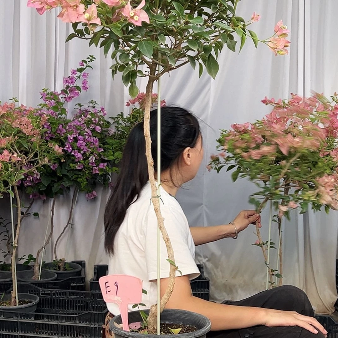 悲***虾当前无花栽培后可以开花E9卡亚塔