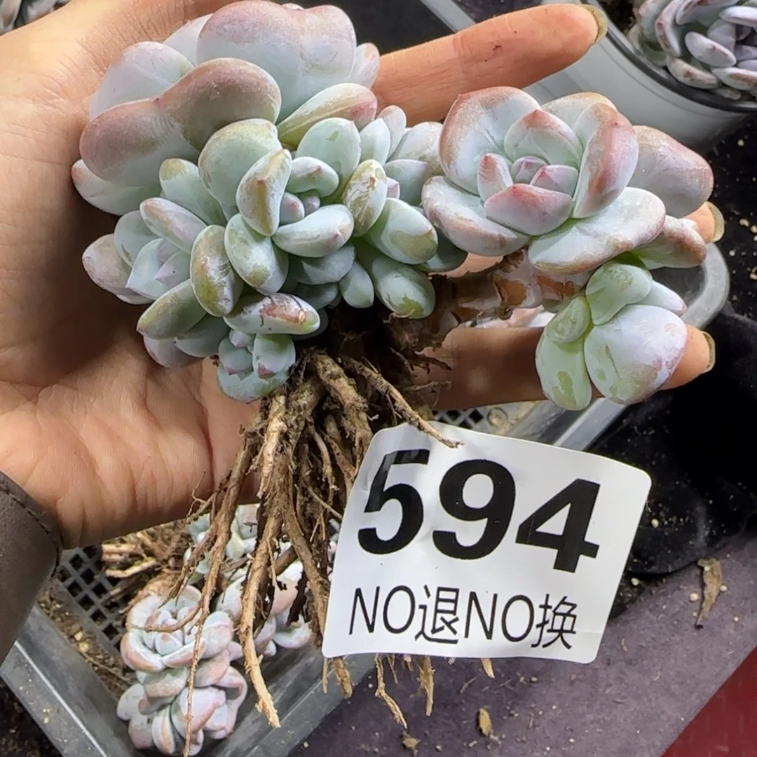 星影11头一物一拍594