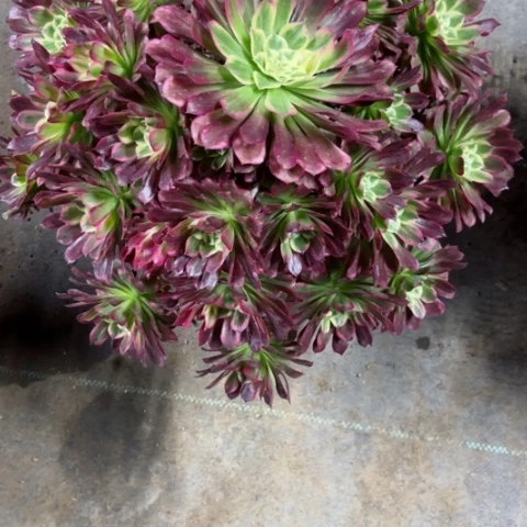 梁*云多肉植物天河锦。