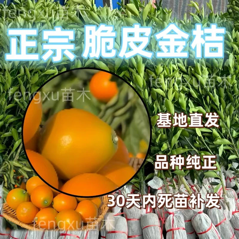 广西发货大果无核三代脆蜜金桔嫁接果苗二代脆皮嫁接树苗