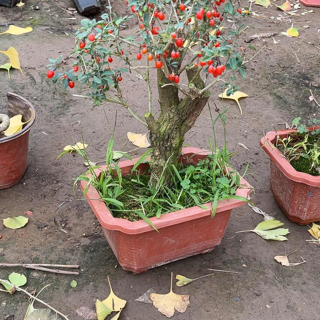 西***头完全开放枸杞盆栽栽培