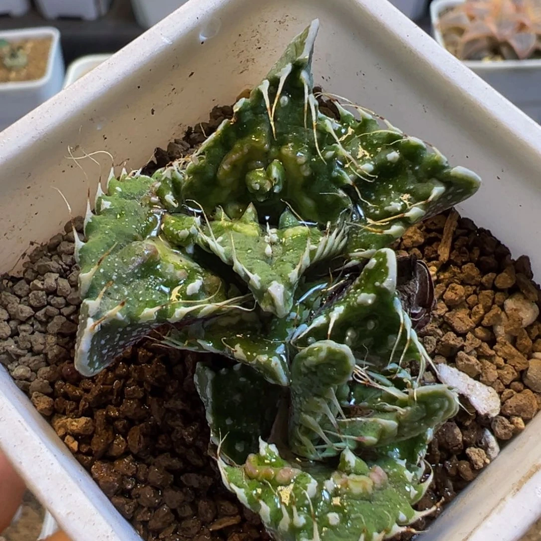 236多肉植物百科植物