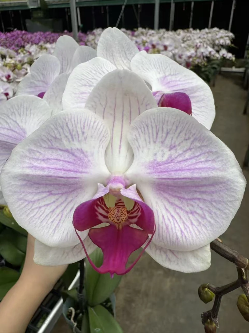 【甜心】精品蝴蝶兰花期长一年开花多--XM专属