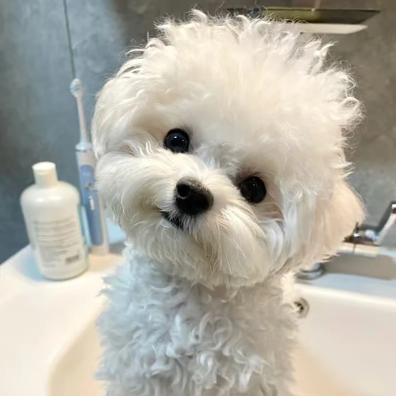 茶杯体小体比熊泰迪雪纳瑞小马超粘人