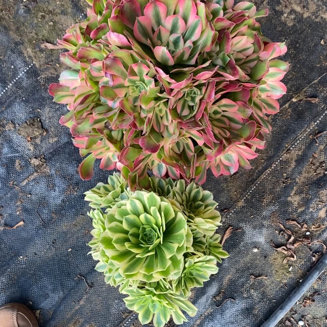 不开花植物625号香妃➕金丝翡翠1颗