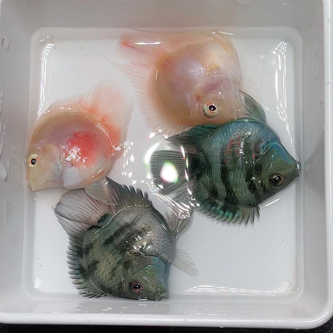 鹦鹉鱼瑕疵鱼一组