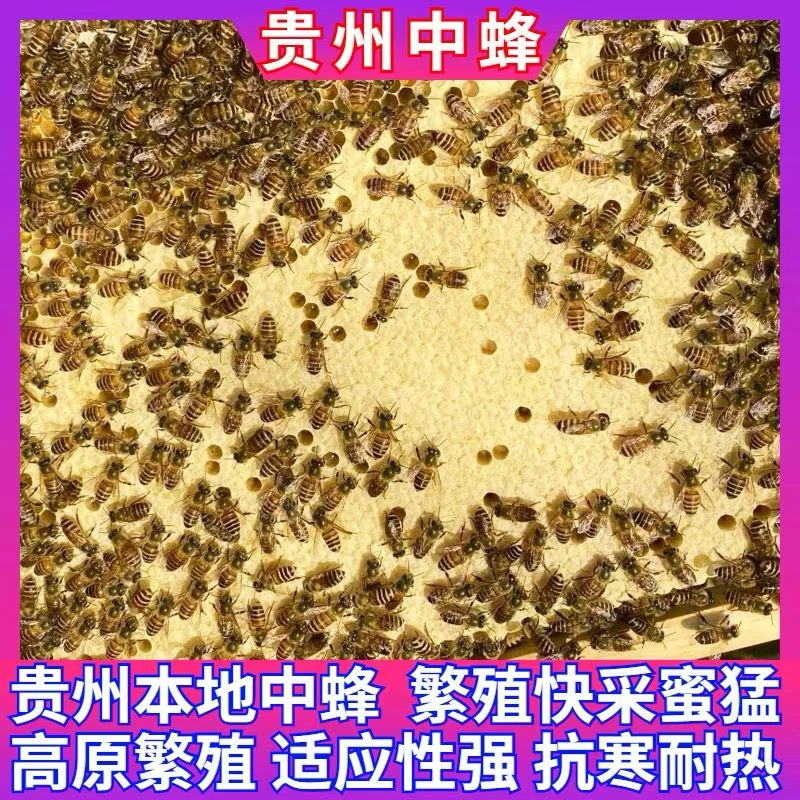 中蜂处女王优质王子