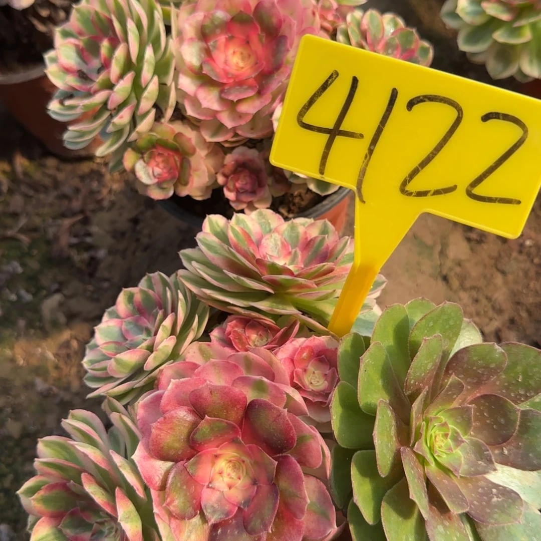 4122--荔枝多肉植物