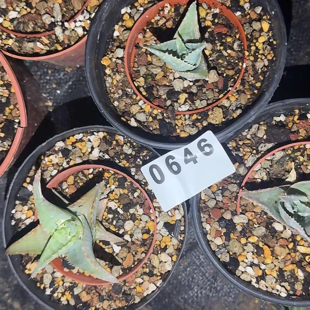 【闪购商品】碟*块根植物