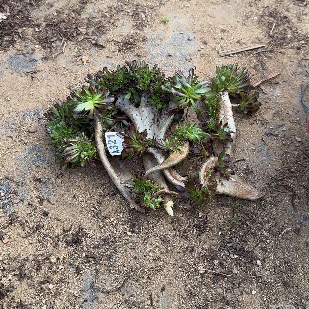 321黑法师老头共4个有伤