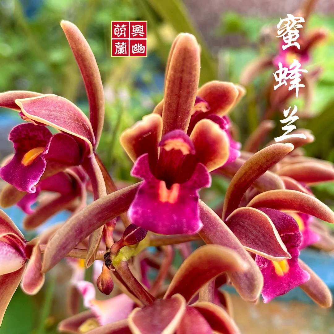 绿植花蜜蜂兰花苗好养易活室外基地绿植盆栽植株花期带花苞多花