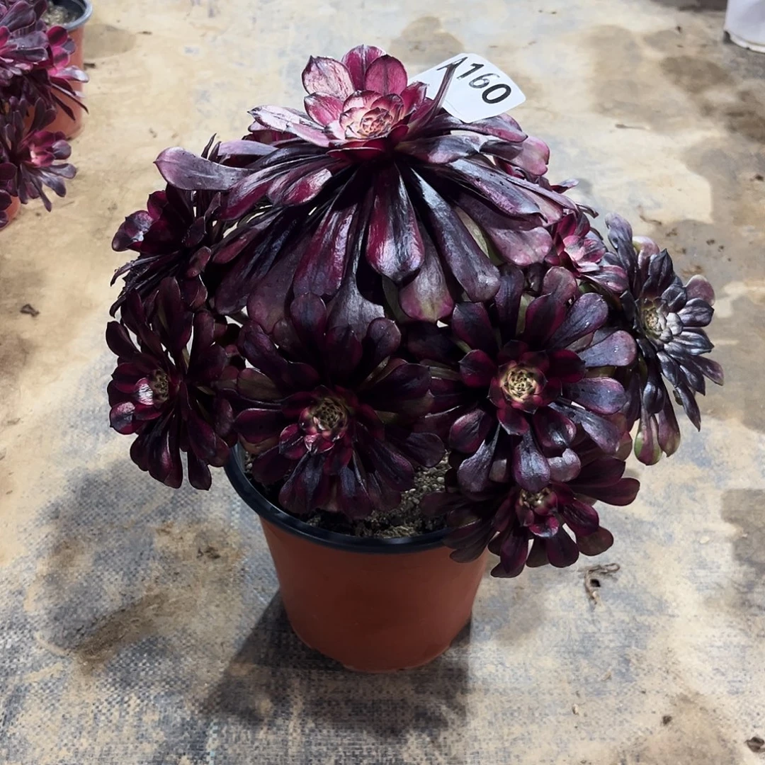 多肉植物美姬160多肉