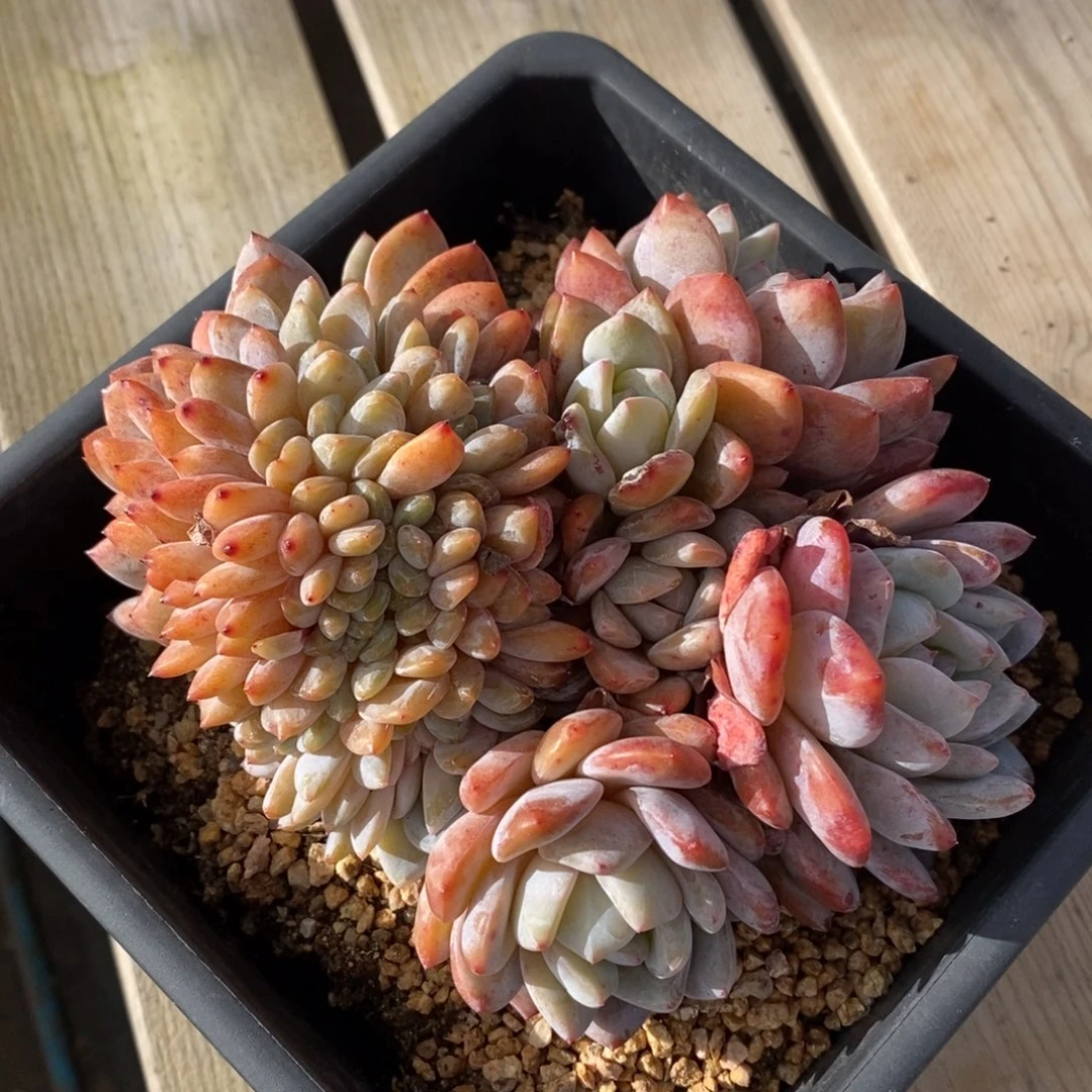 自助下单一物一拍多肉，下滑更多品种选择