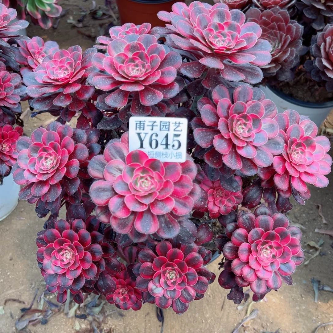 645香奈儿尺寸20左右