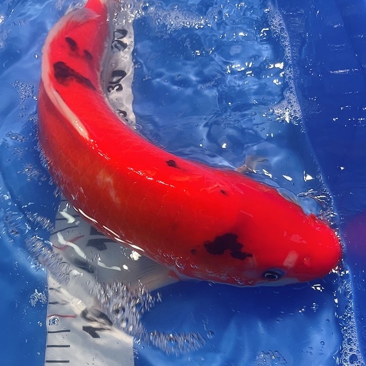 锦鲤锦鲤冷水鱼好养