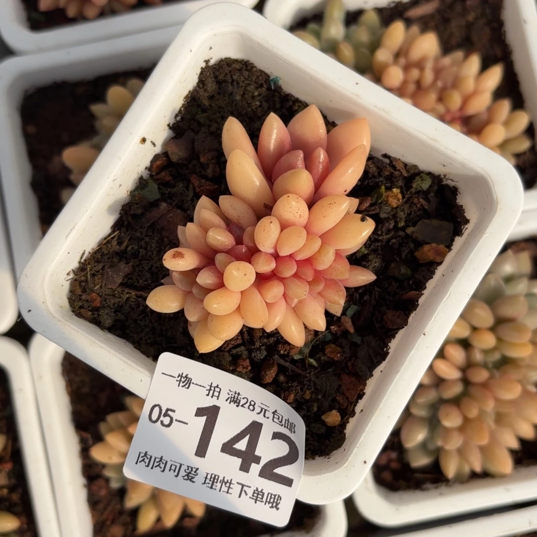 桃花源缀无盆土发货无