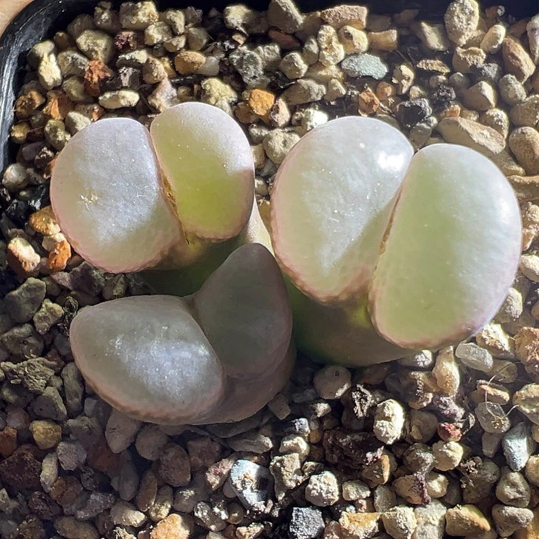 105# 腰子窗。       7折。