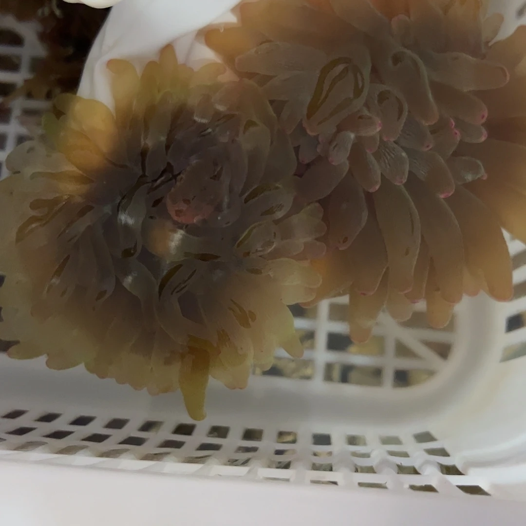 快***享纽扣珊瑚奶嘴海葵