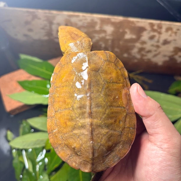 鹰嘴龟合法养殖大小都有顺丰包邮带证件发货