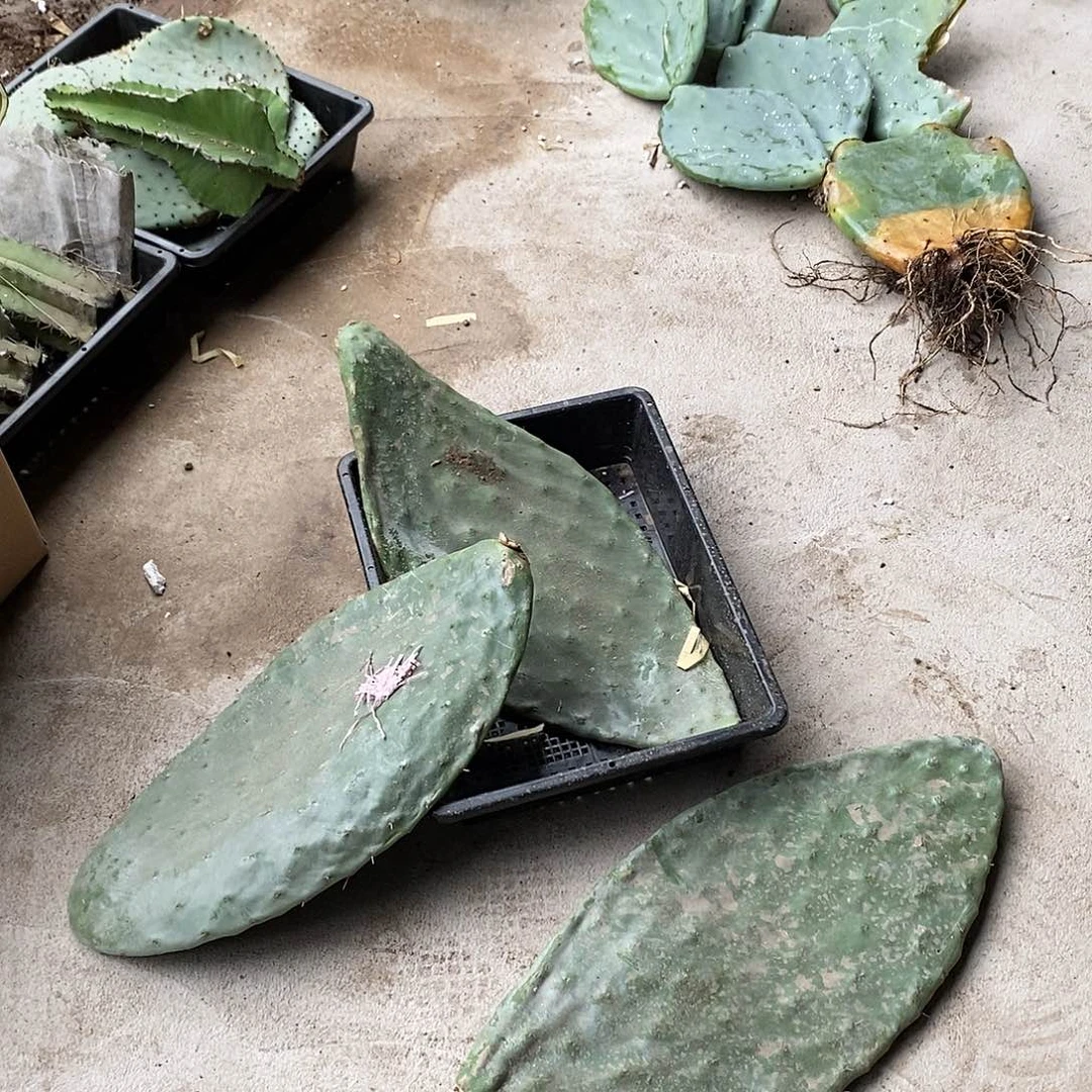 一物一拍。米邦塔3片发货
