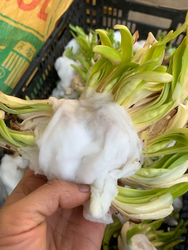 二次雕刻精品水仙花