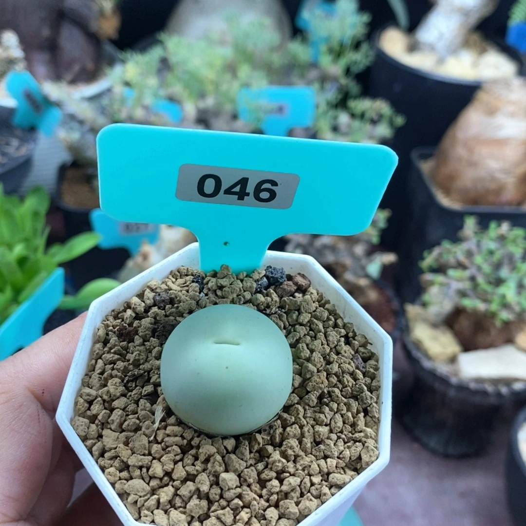 鸽子蛋多肉植物一个