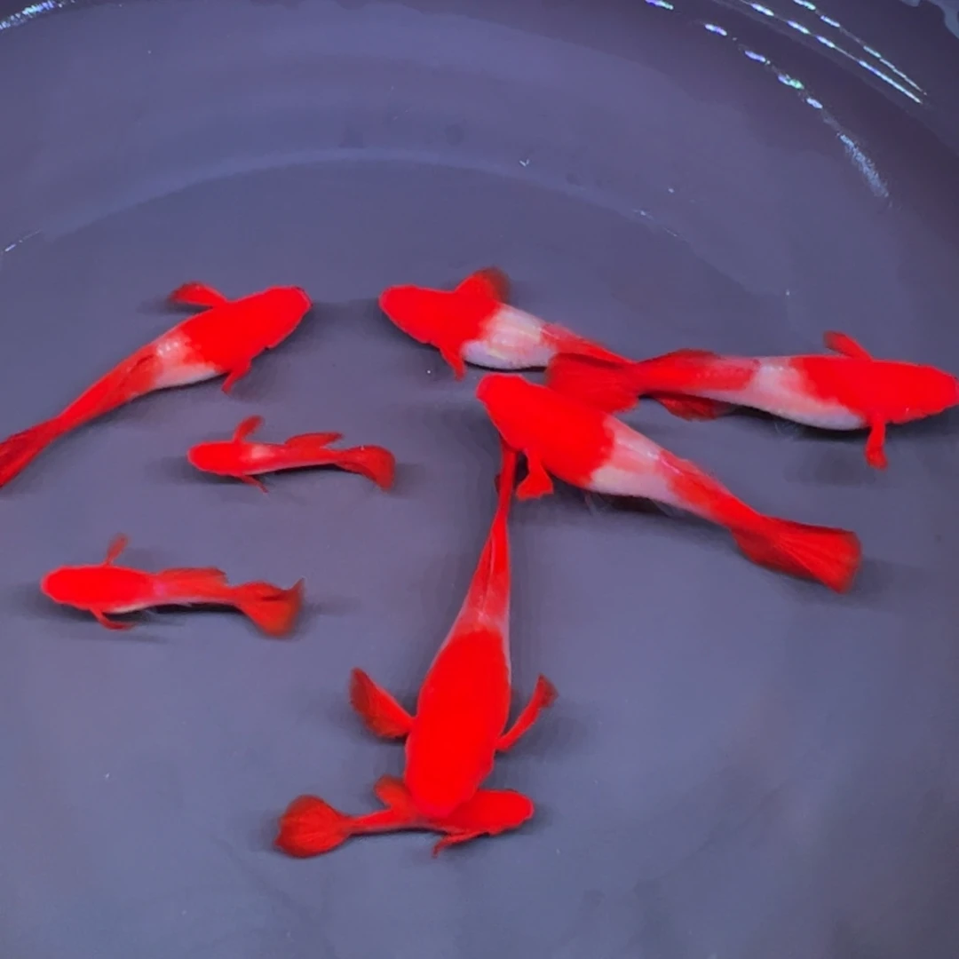 孔雀鱼双分水 2 对