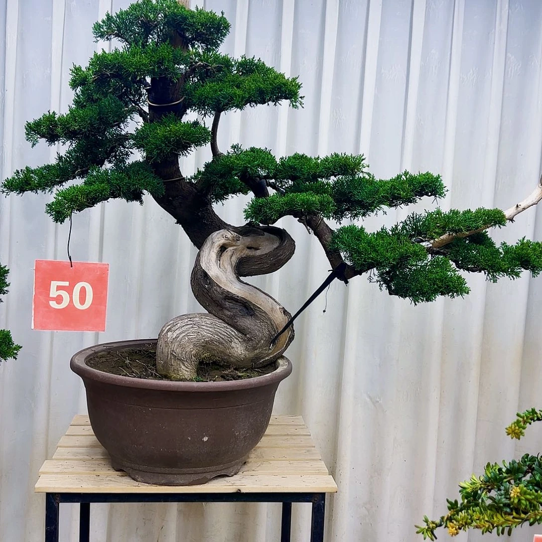 无花朵0000000000000000