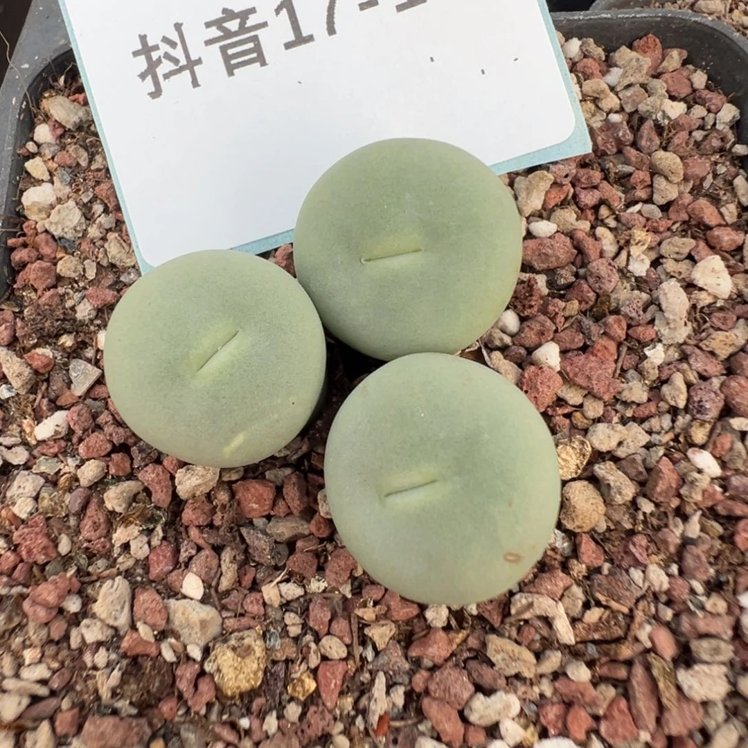 17-161肉锥多肉植物，