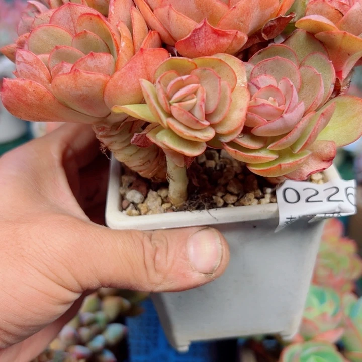 幸运的是我还没遇到