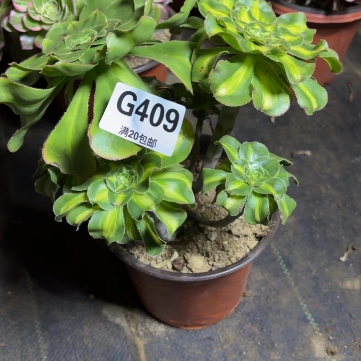 瑞妈，，。。。。409暴君，