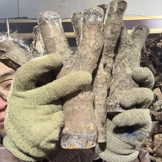 香榧木平****0火琉璃的故事毛料摆件