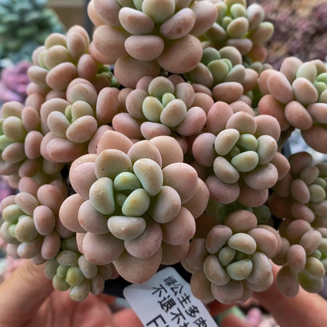 279洛可可10cm多肉