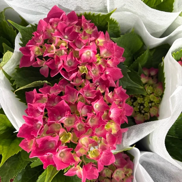 魔幻红水晶绣球青稞苗到手一盆