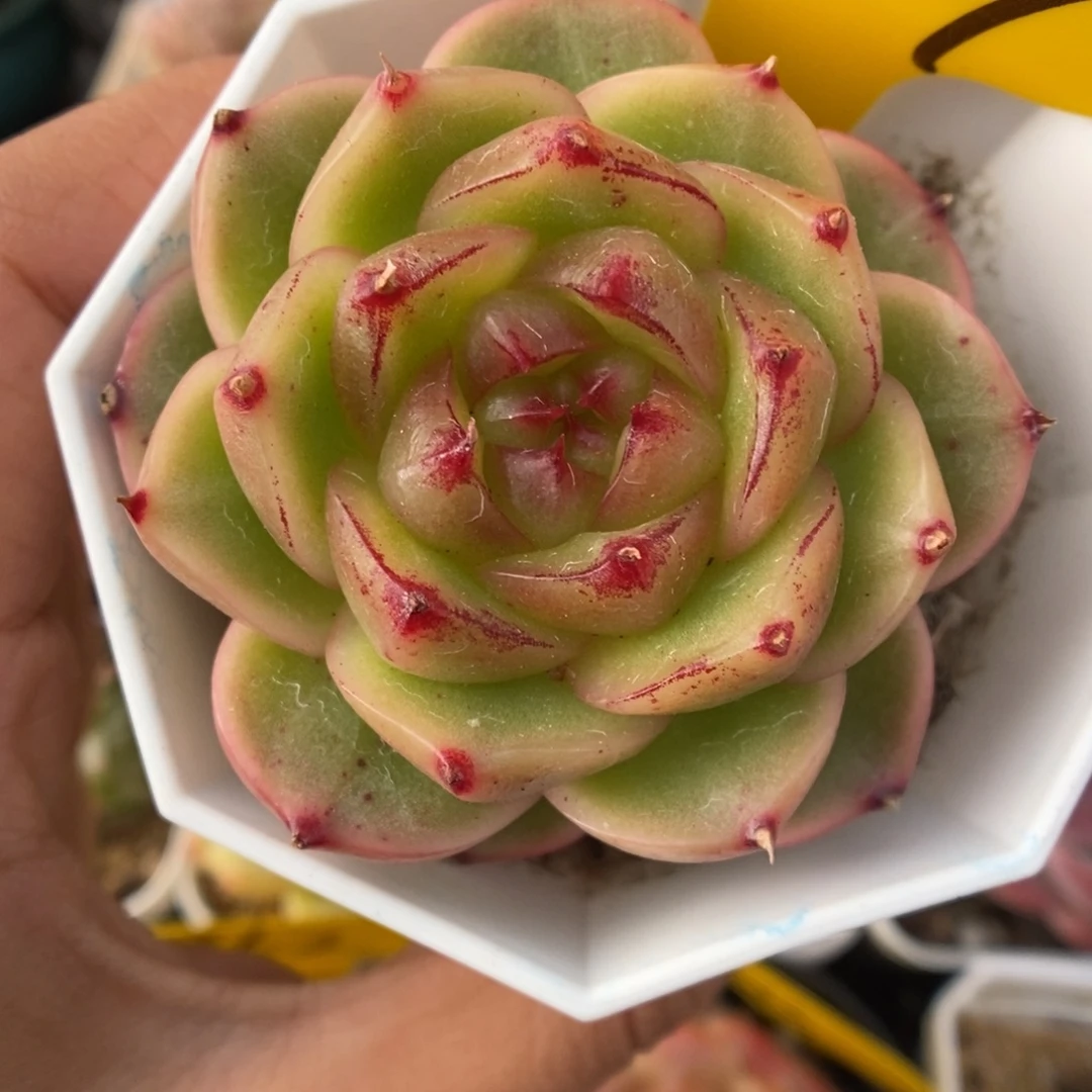 晶晶珍妮可拍937号