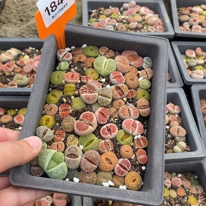 荔*?1845生石花小苗长