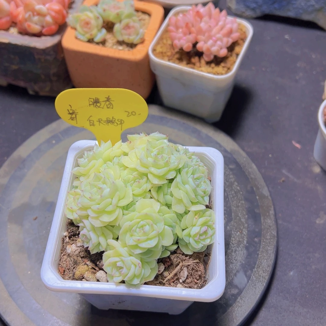 暖*白天鹅杂，多肉植物