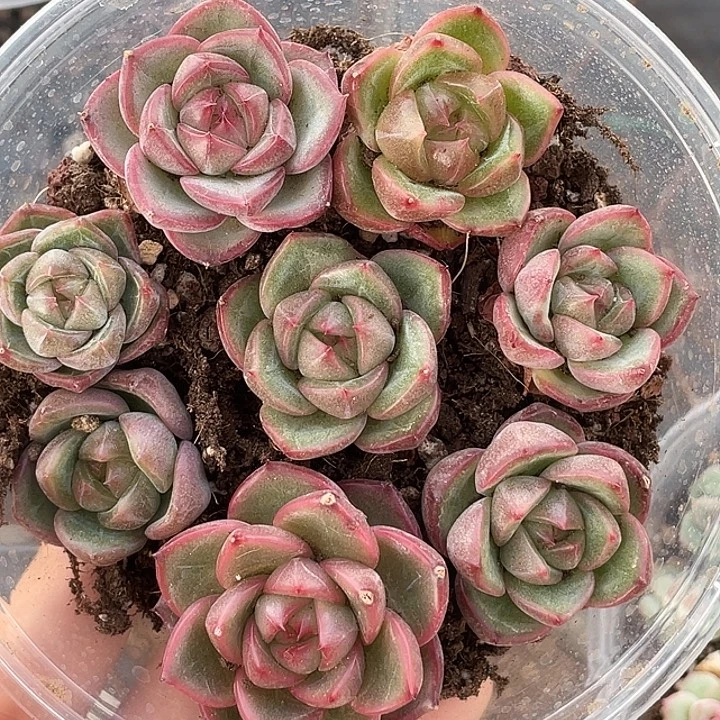 OTO多肉切糕优选dy2128