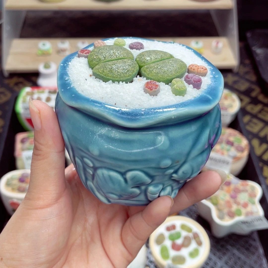 w6902 开播福利带盆土发货一物一拍