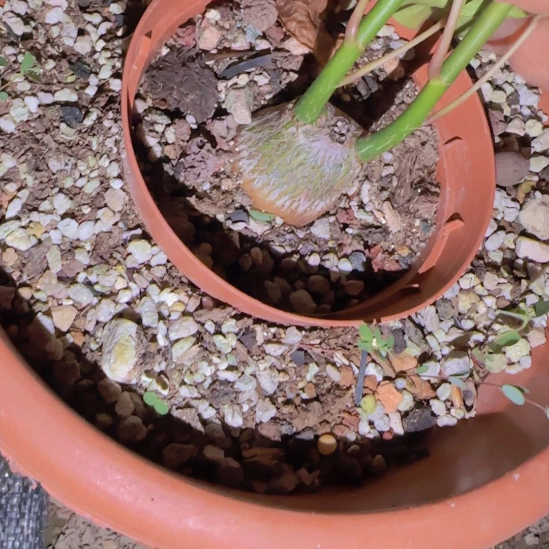 小***子块根植物块根植物